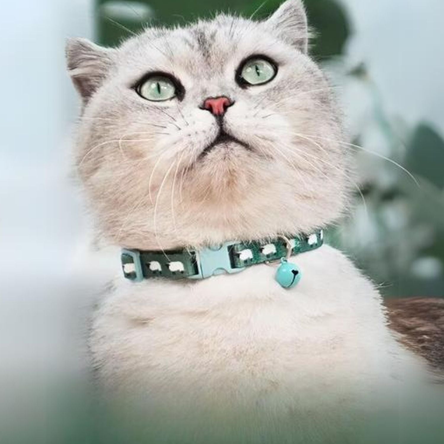 kattenhalsband kit kat met groene halsband en blauwe hart bedel